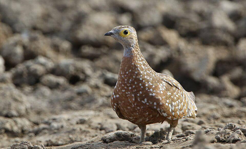 dara pasir Burchell di habitat asli