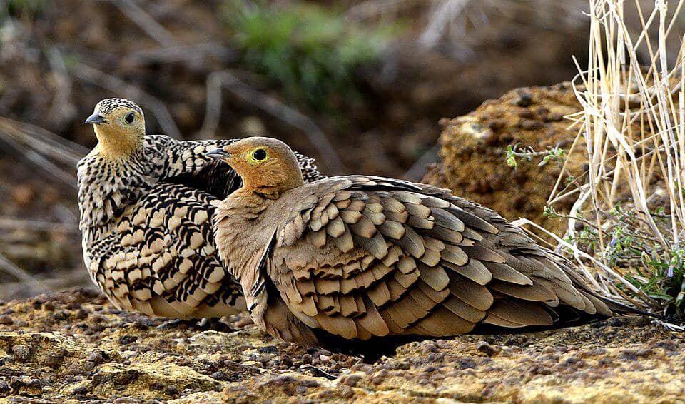 sepasang dara pasir perut kastanye di tanah