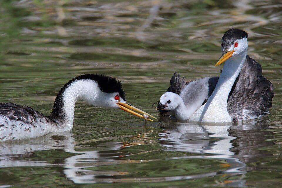 sekeluarga titihan Clark di danau