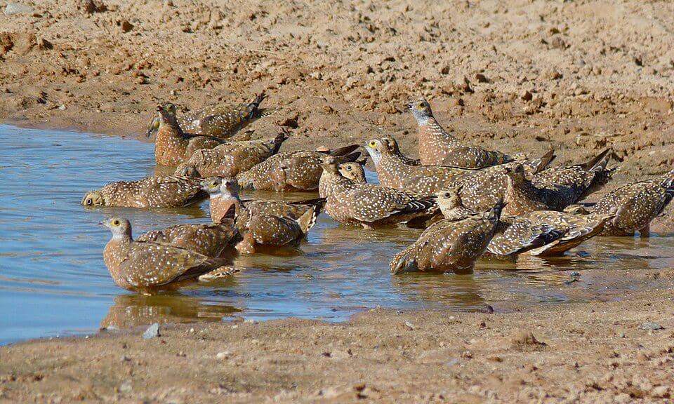 Kawanan dara pasir Burchell berkumpul di genangan air.