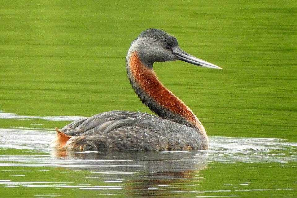 titihan besar berenang