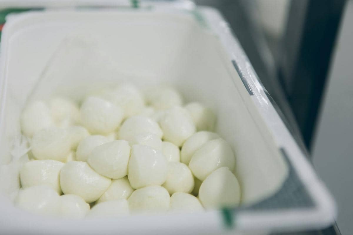 ilustrasi keju mozzarella