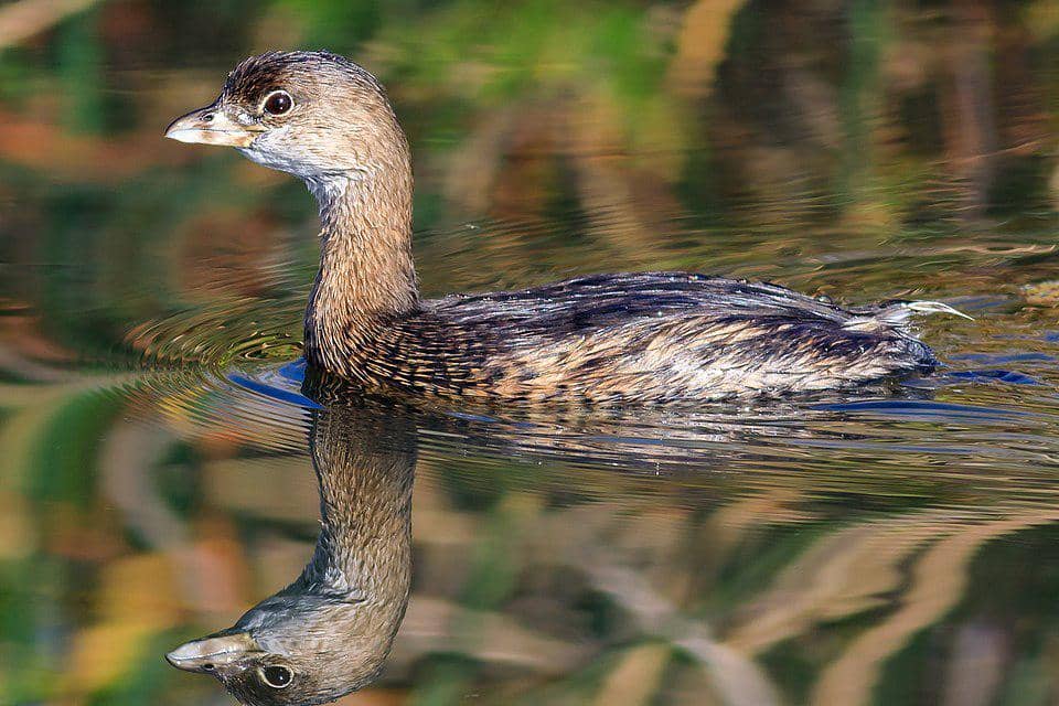 titihan paruh belang sedang berenang