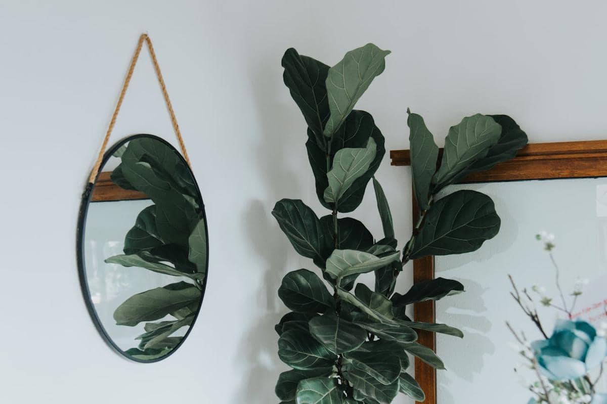 ilustrasi fiddle leaf fig