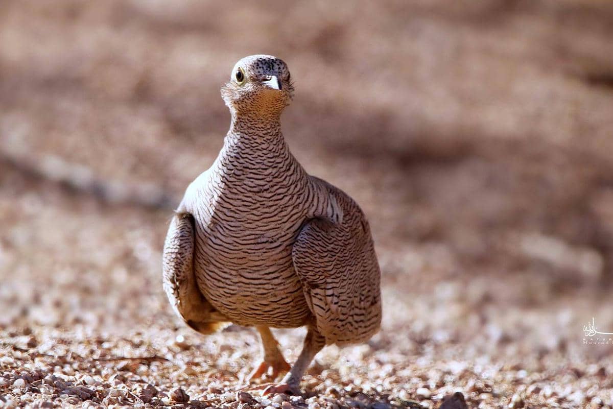 tampilan dara pasir Lichtenstein