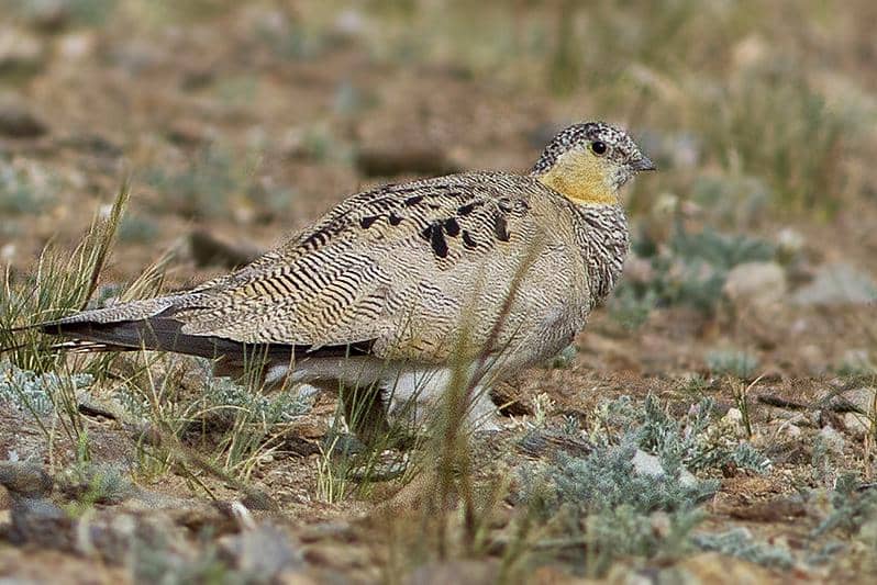 tampilan dara pasir tibet yang memiliki kaki berbulu 