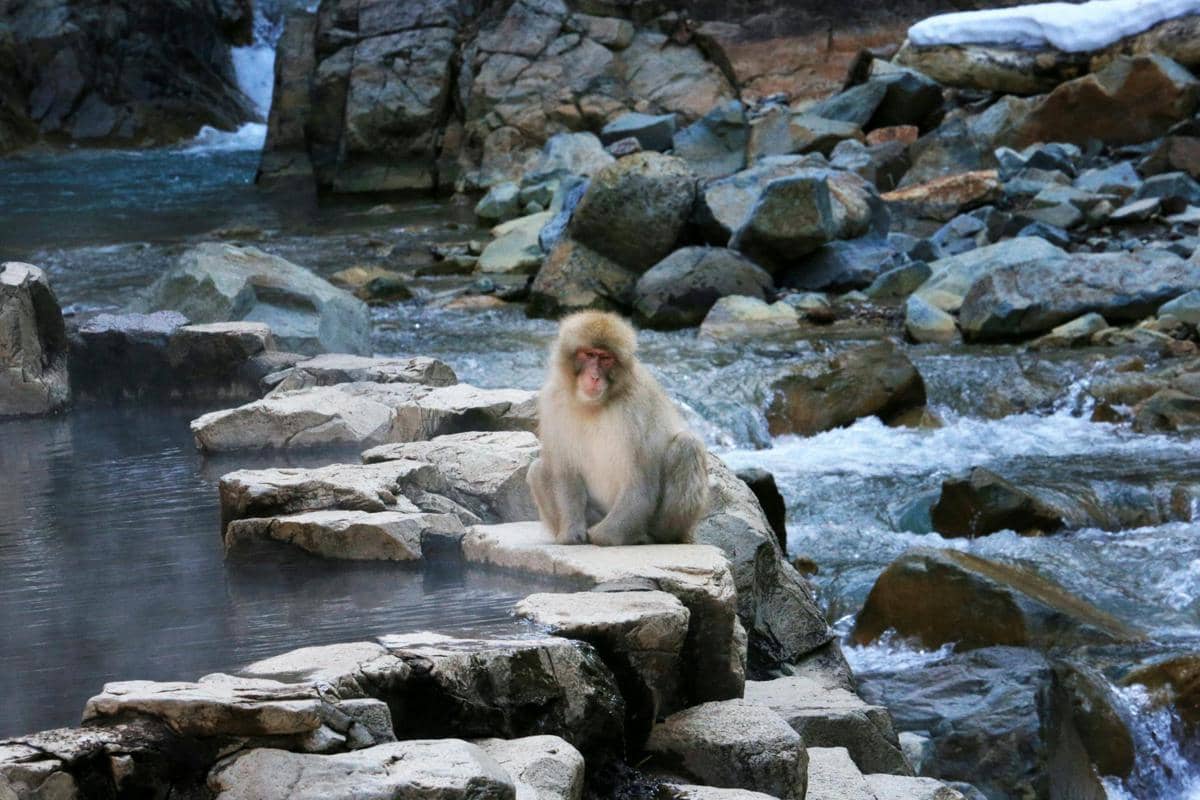 ilustrasi monyet salju di Jigokudani