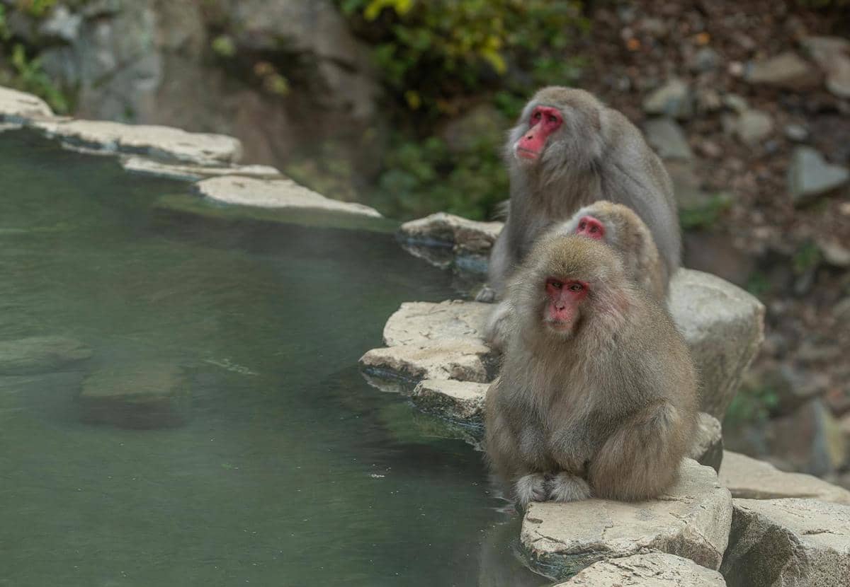 ilustrasi monyet salju di Jigokudani