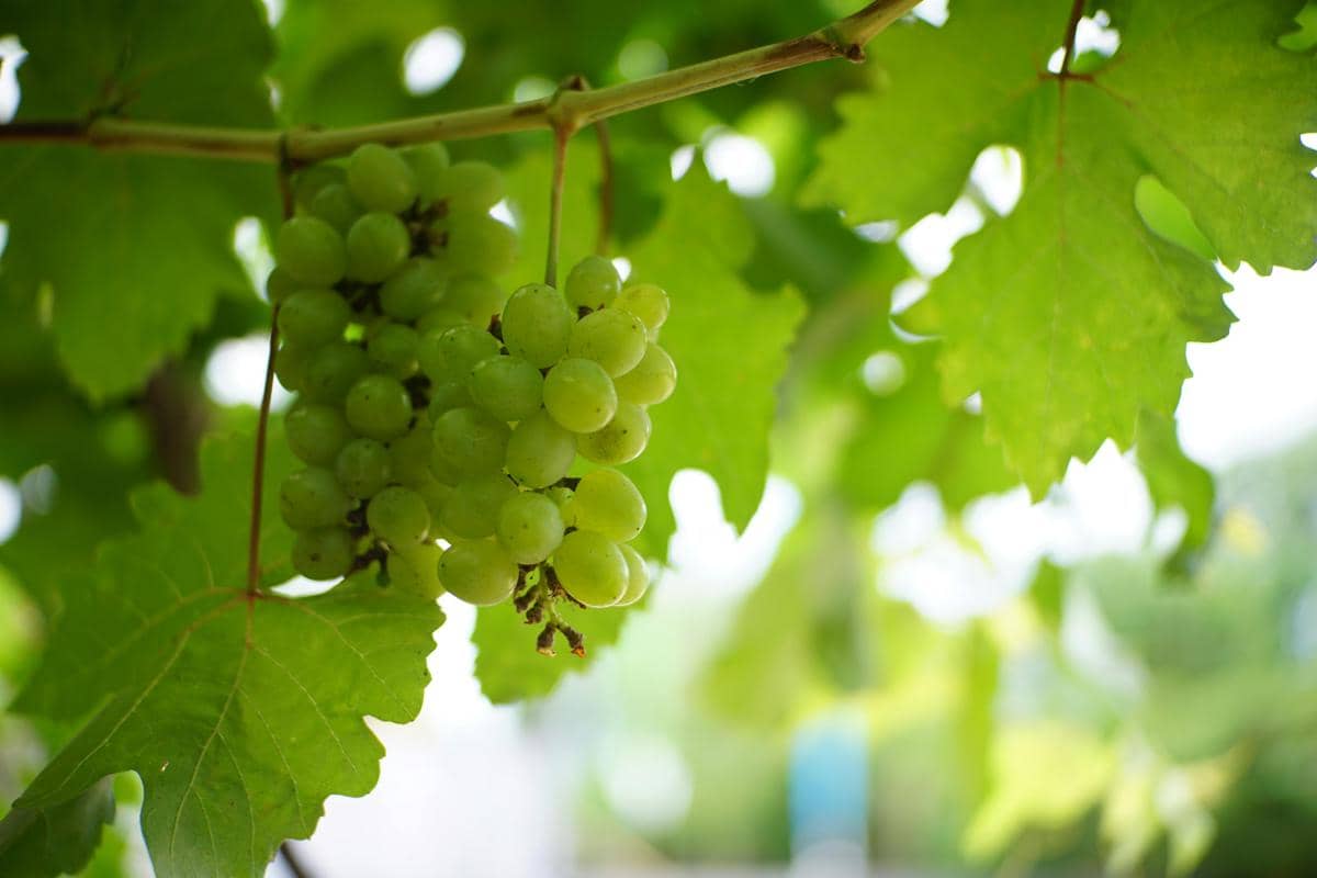 ilustrasi anggur Thompson 