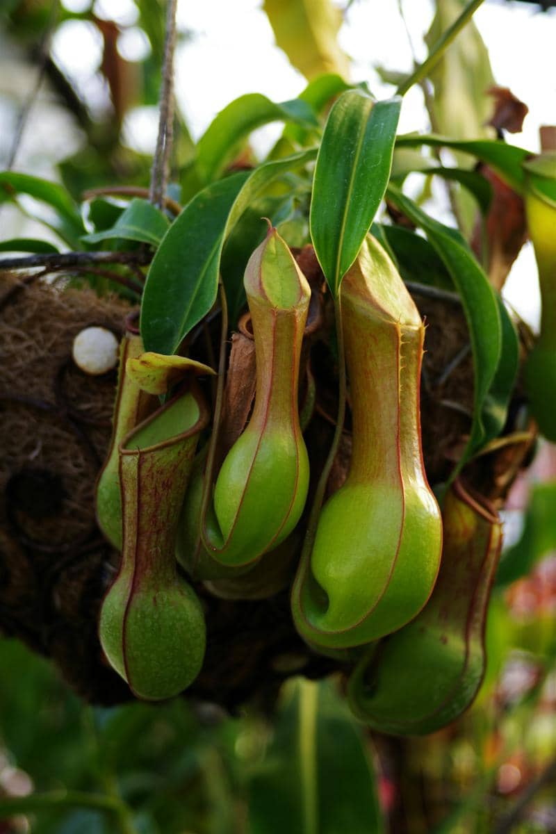 Tanaman kantong semar