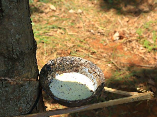 5 Komoditas Bisnis Perkebunan yang Cepat Laku Tanpa Harus Main Harga