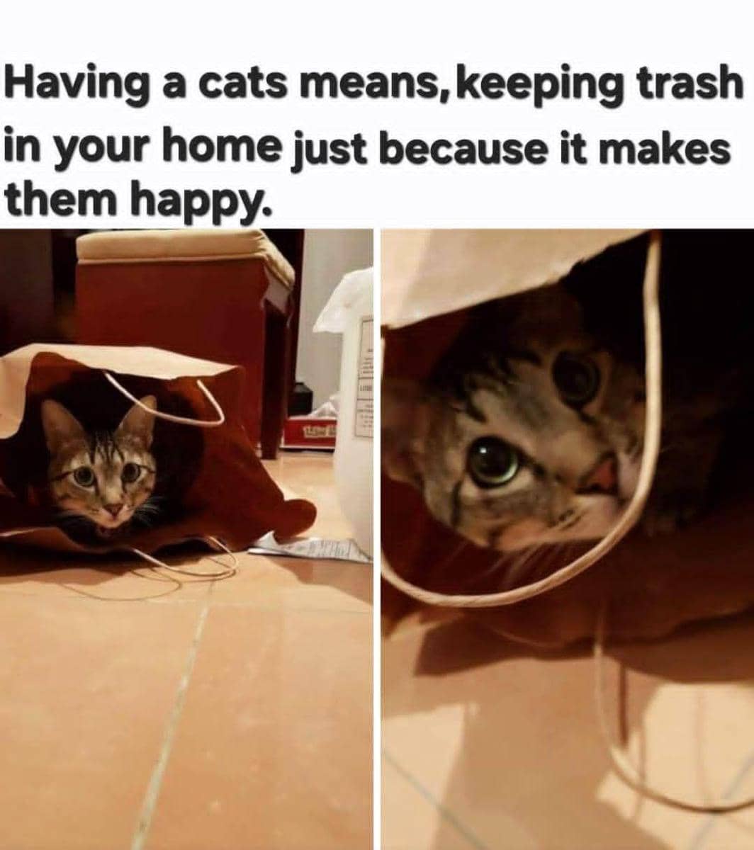 meme kucing dan sampah