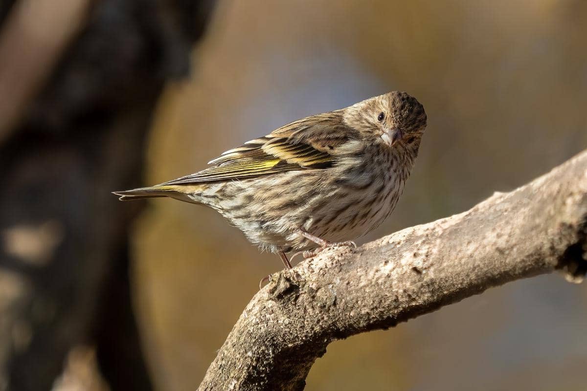 Burung Pine Siskin