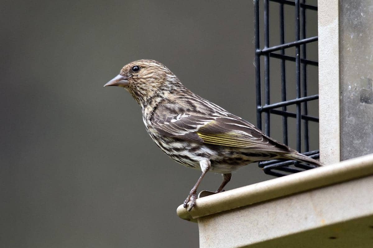 Burung Pine Siskin 