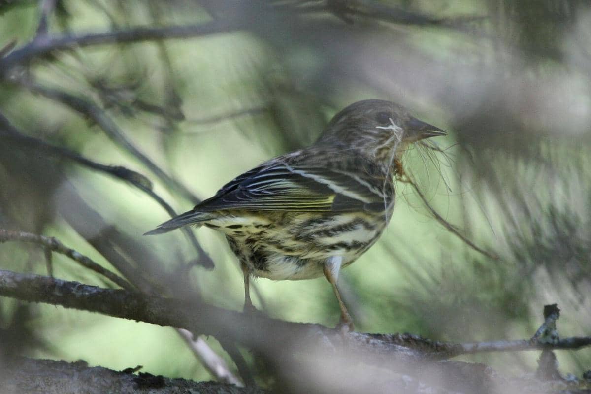 Burung Pine Siskin 