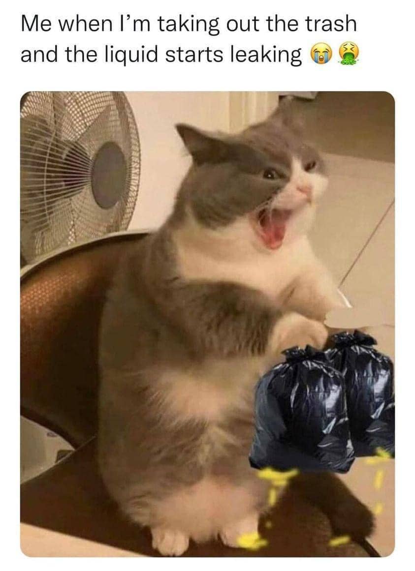meme kucing dan sampah