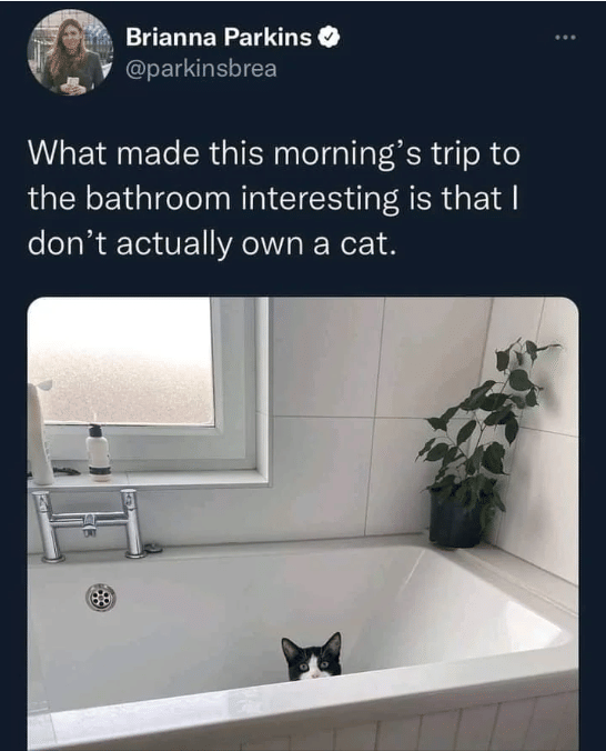 meme kucing dan kamar mandi