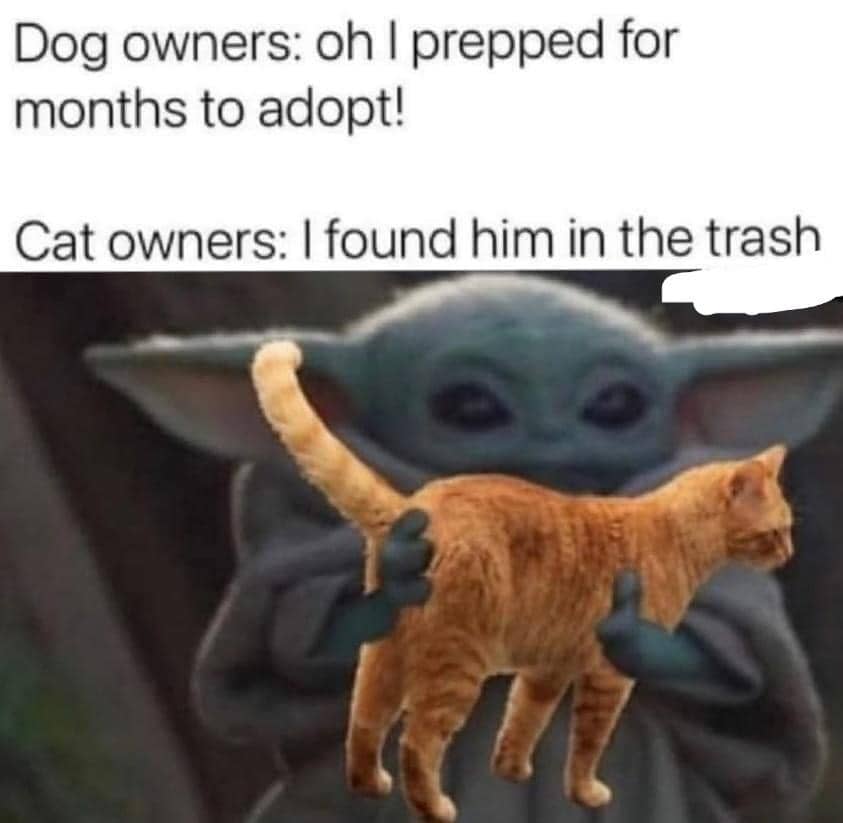 meme kucing dan sampah