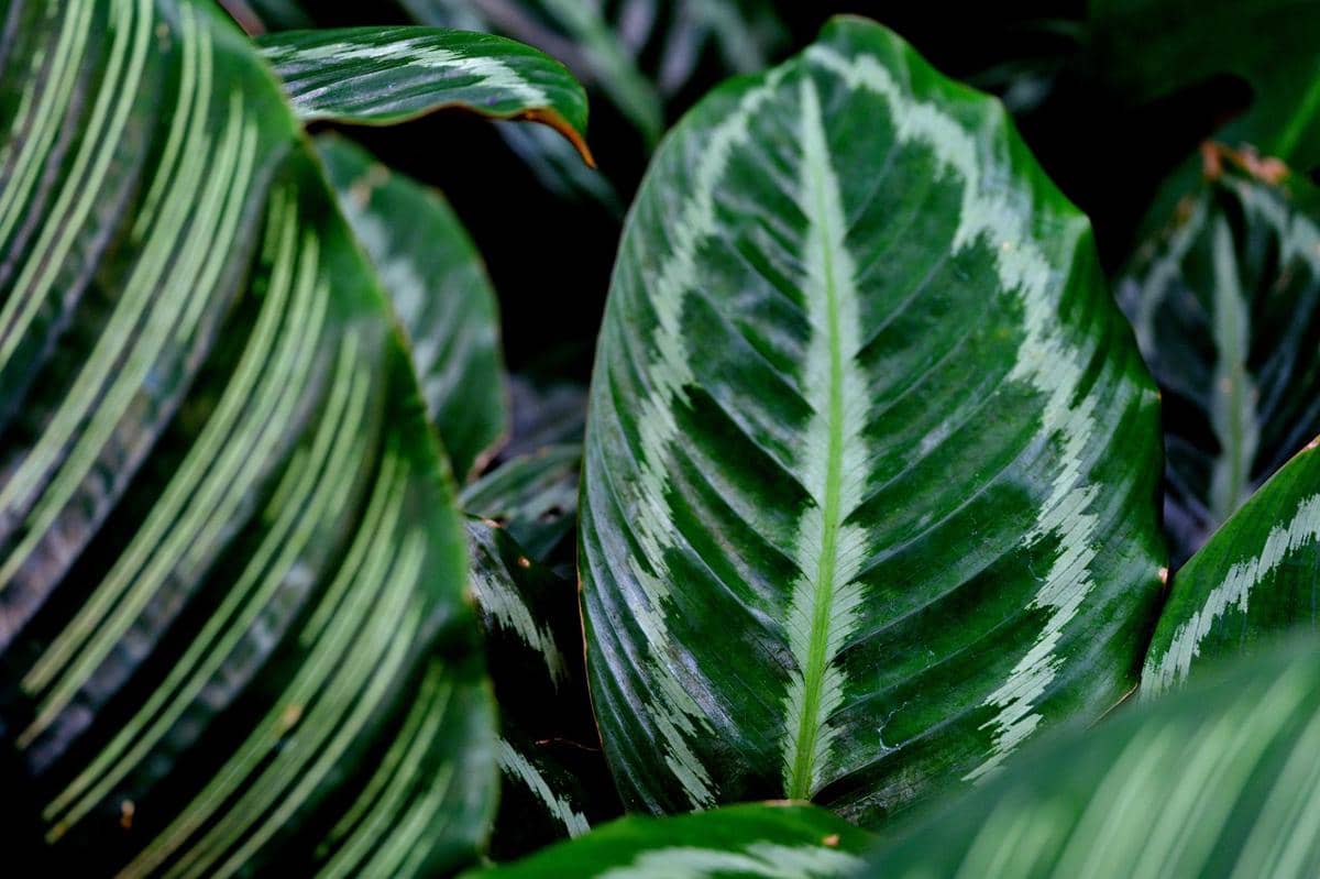 ilustrasi calathea