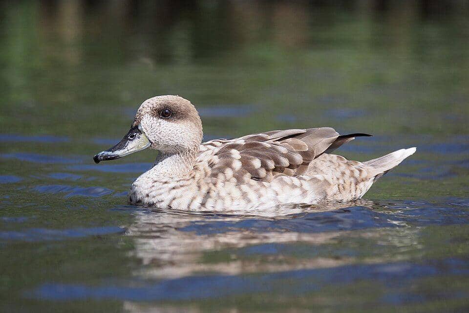 bebek pualam berenang