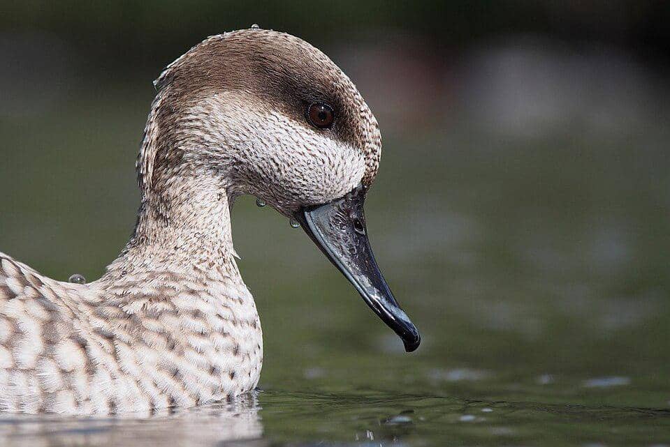 bebek pualam bersiap menyelam