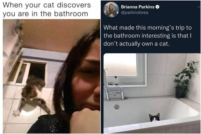 kolase meme kucing dan kamar mandi