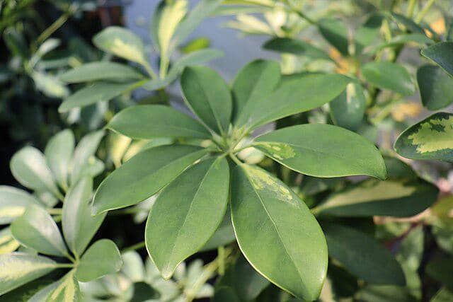 ilustrasi dwarf schefflera