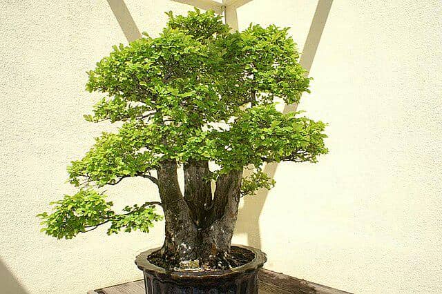ilustrasi chinese elm