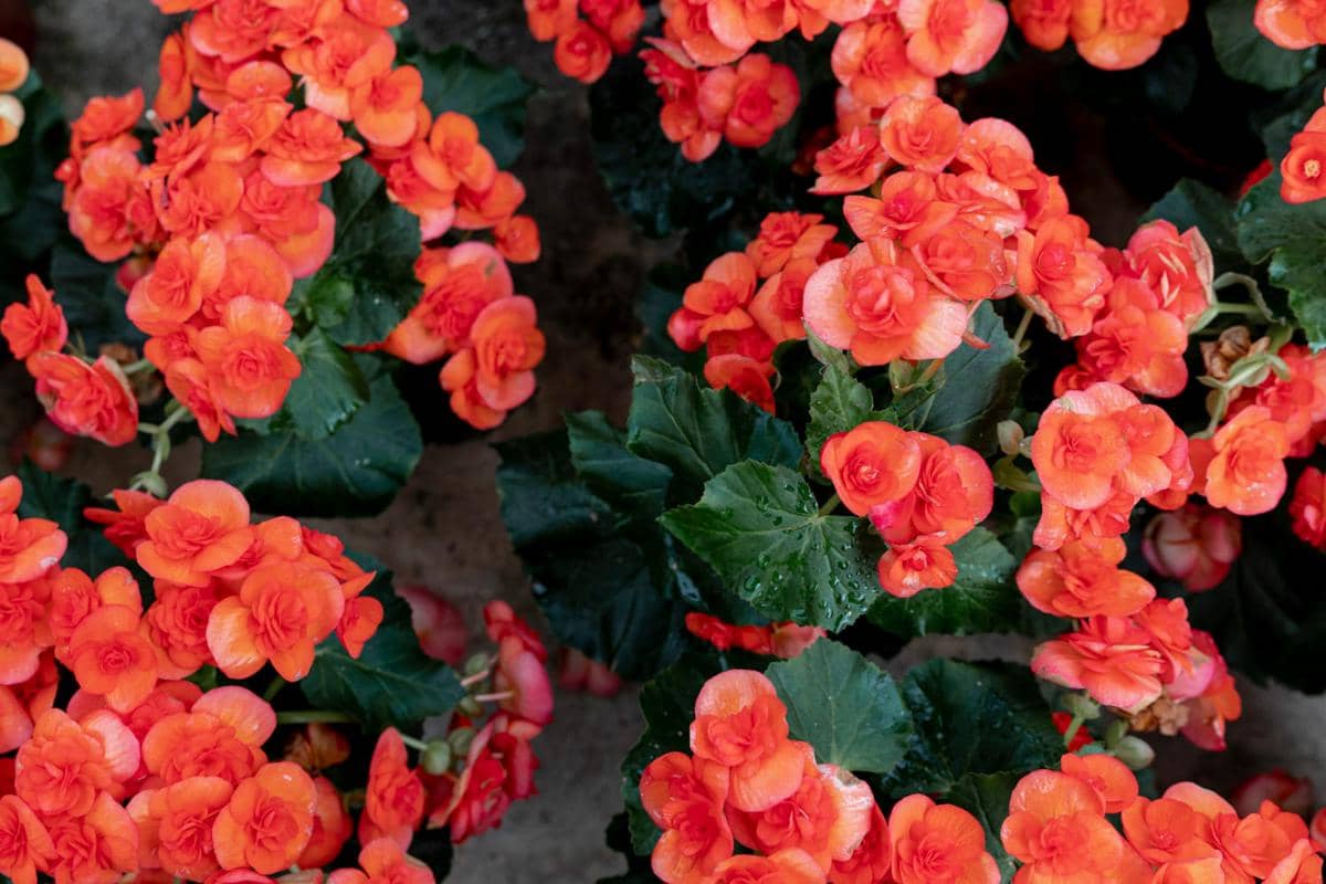 ilustrasi begonia