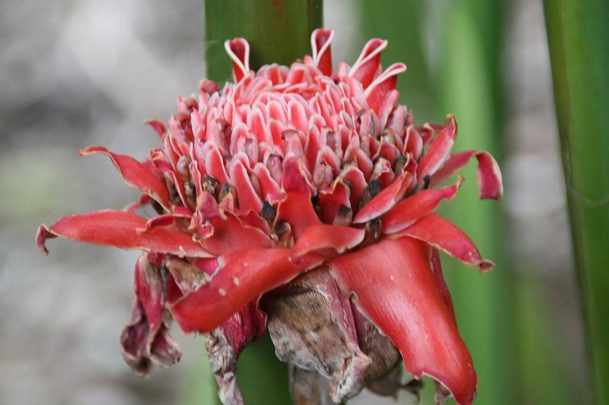 Ilustrasi bunga kecombrang.