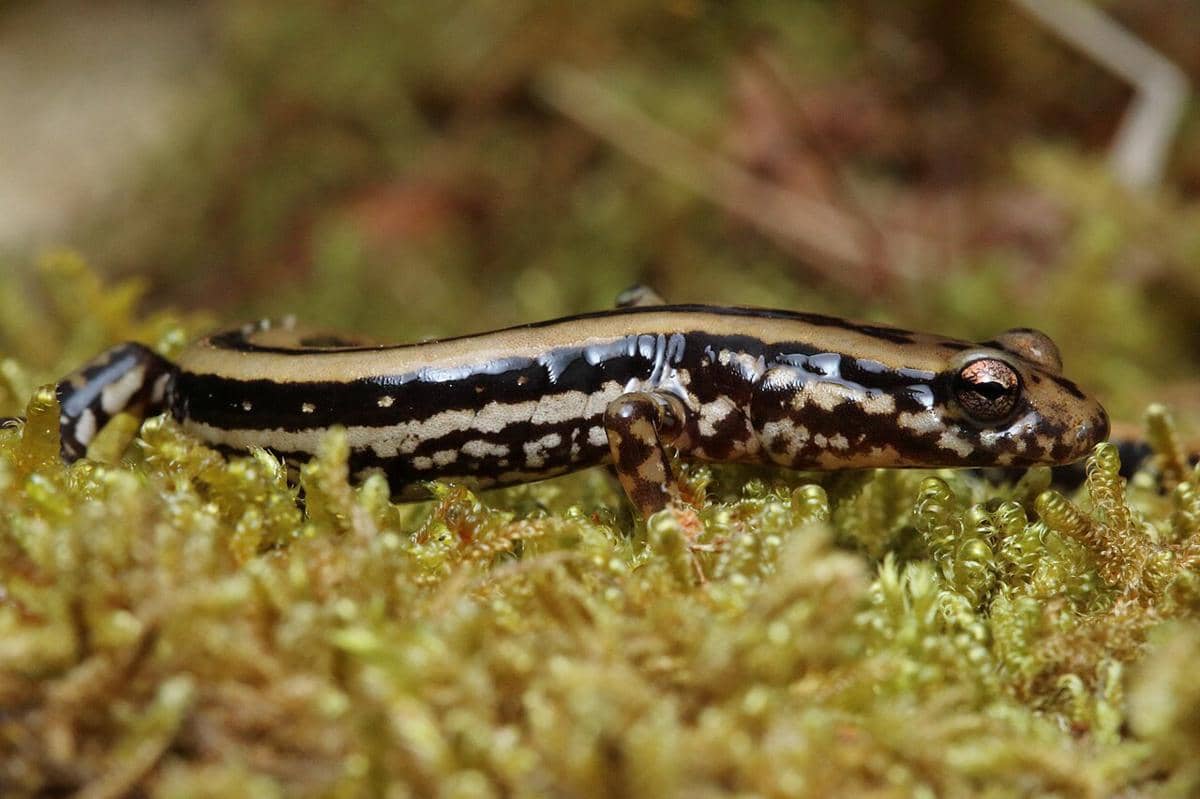 salamander