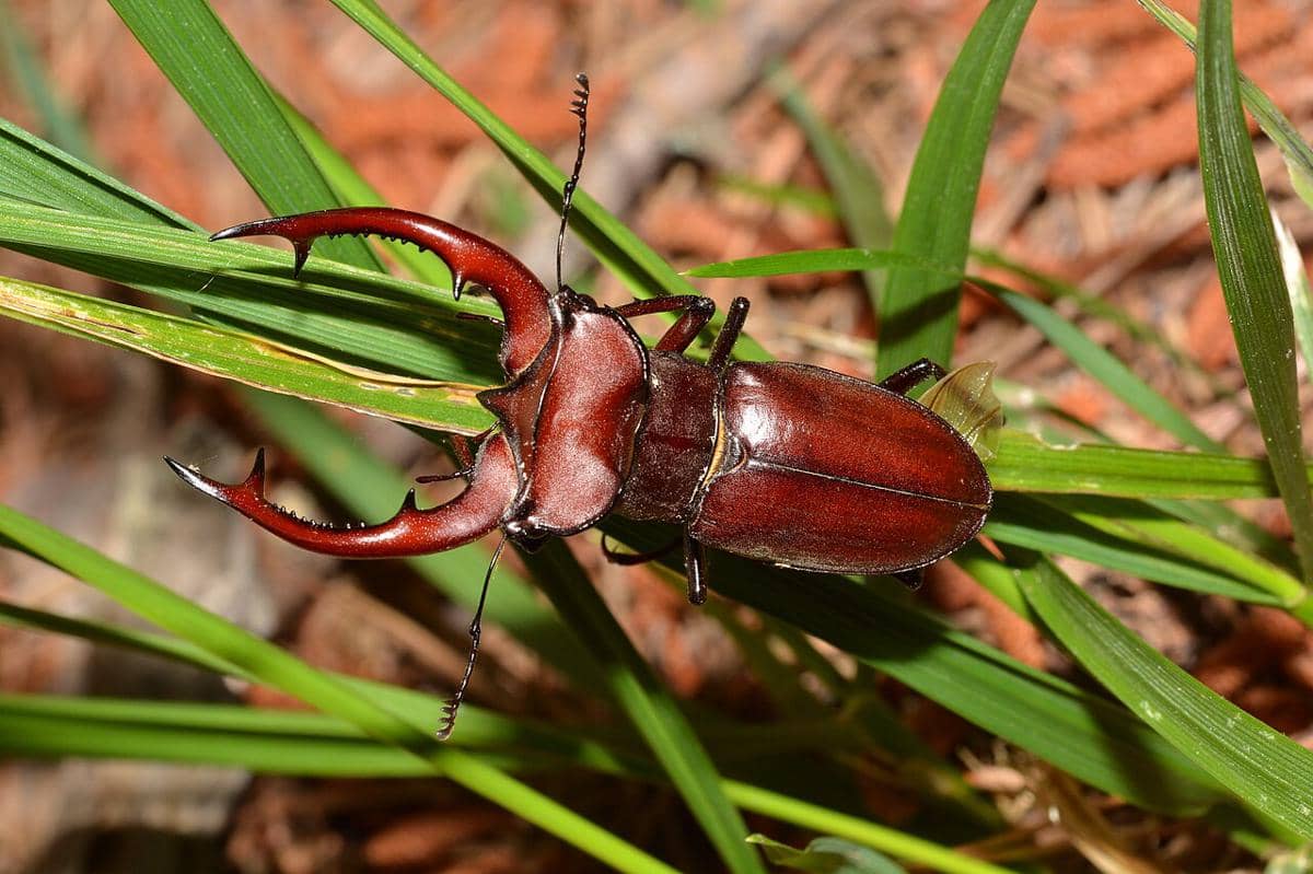 stag beetle