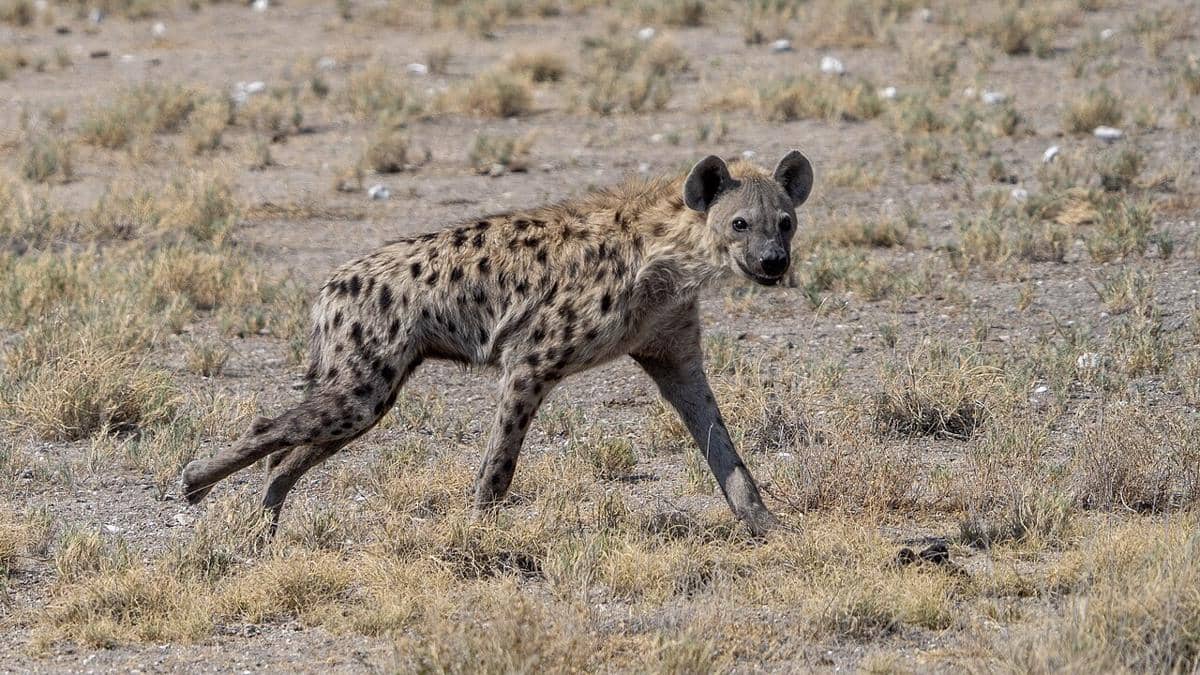 Hyena tutul