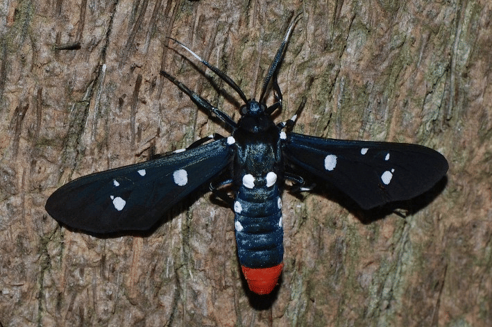 ngengat tawon polka-dot