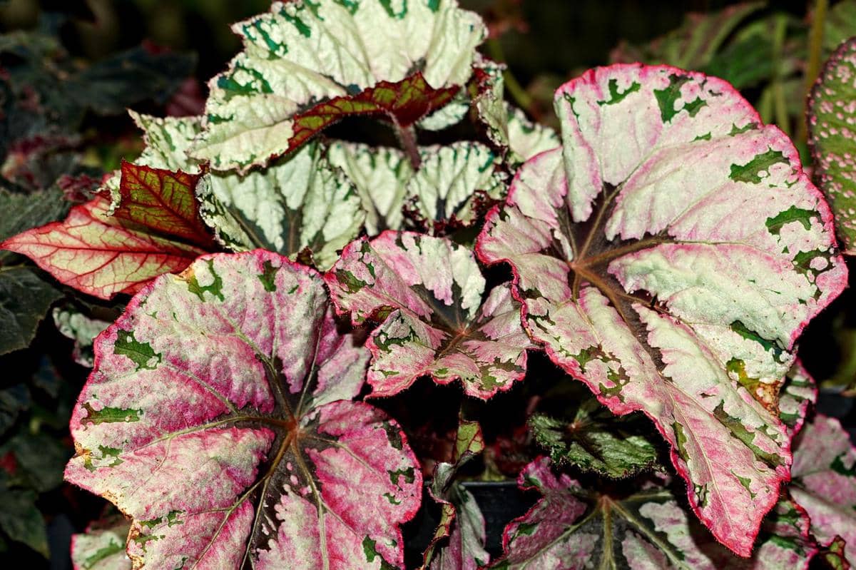 ilustrasi begonia rex