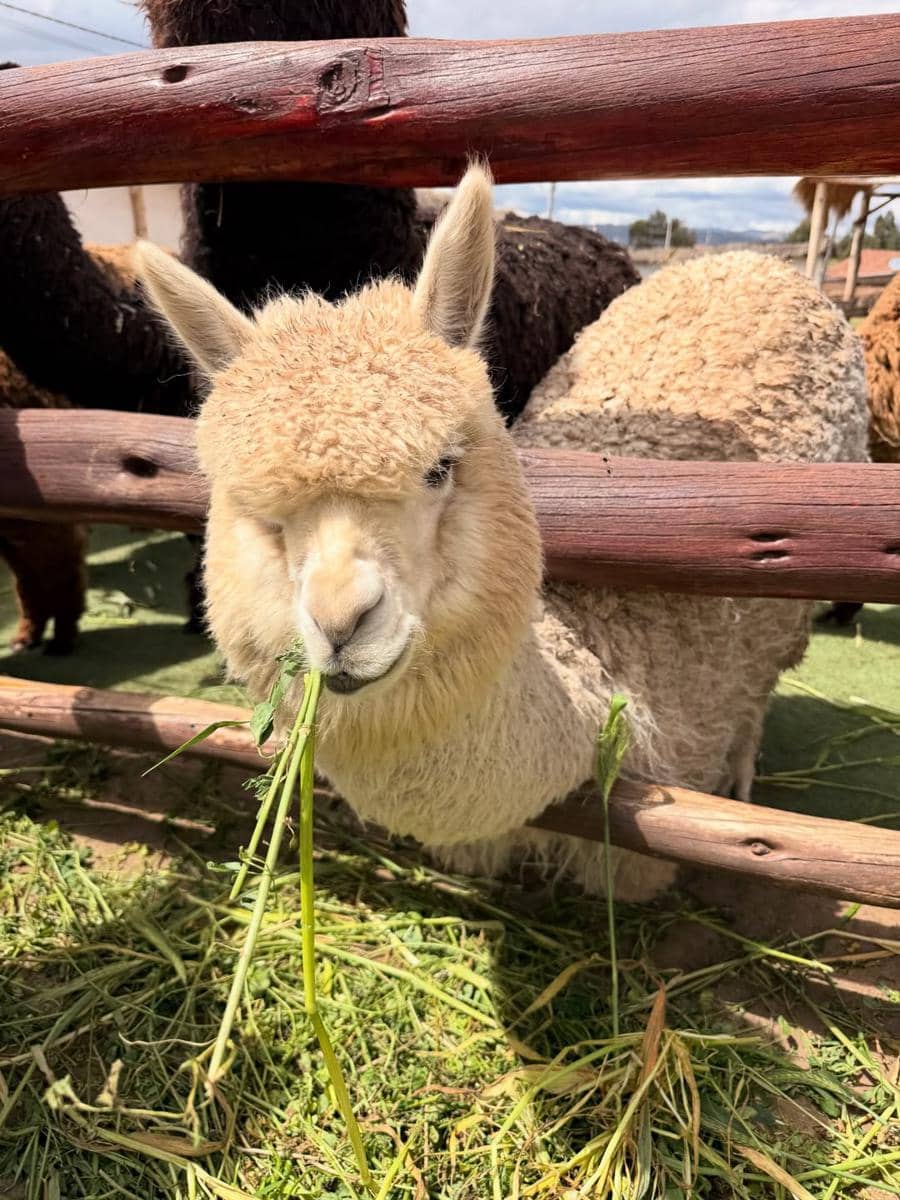 Indah Kalalo dan keluarga menjelajah alam Peru