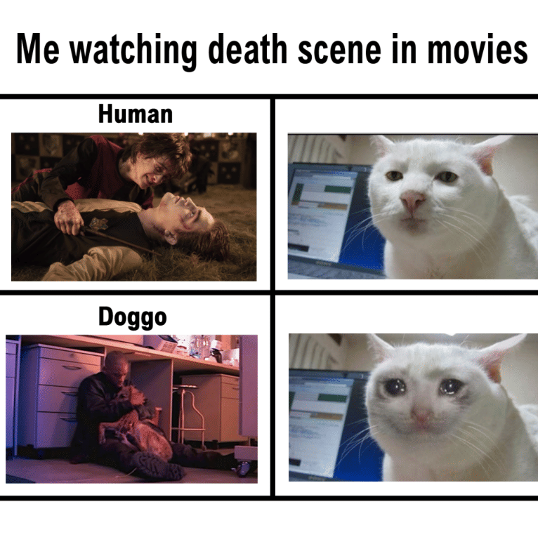 meme anjing di film
