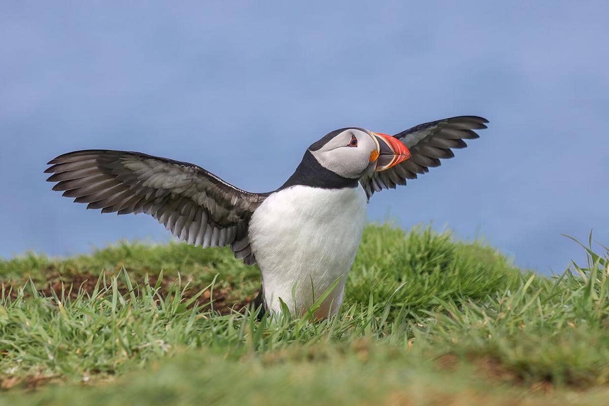 puffin atlantik