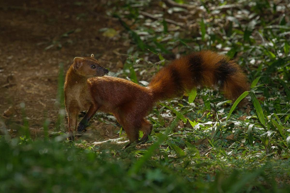 Ring-tailed Vontsira