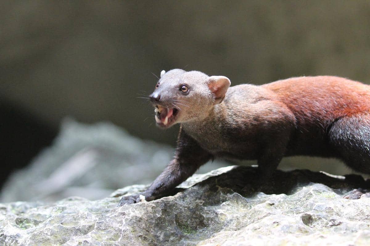 Ring-tailed Vontsira 