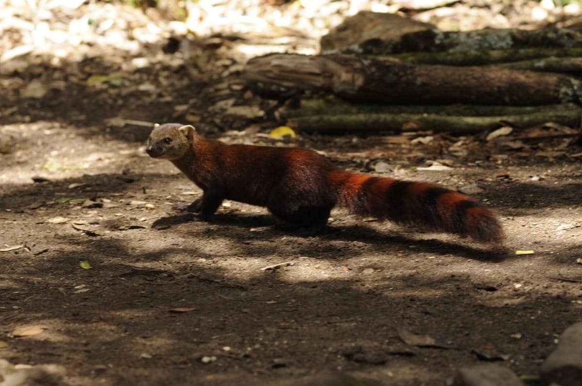 Ring-tailed Vontsira 