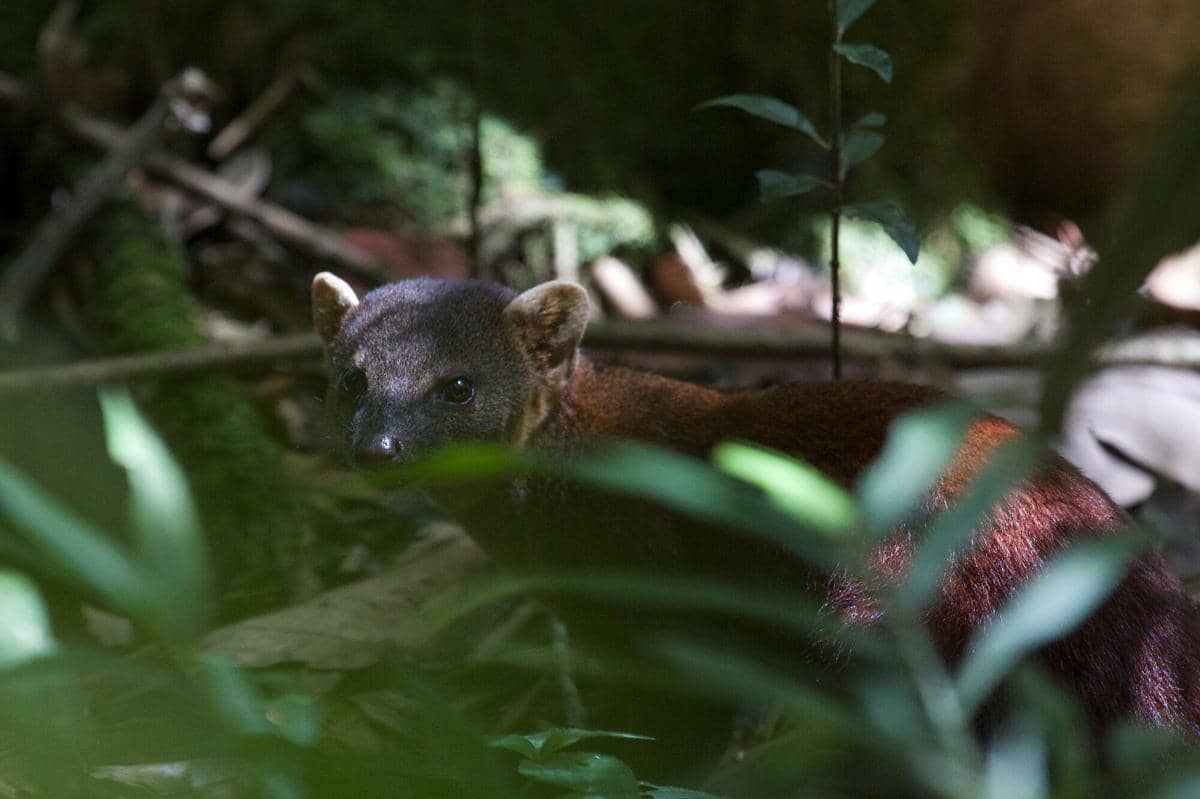 Ring-tailed Vontsira 
