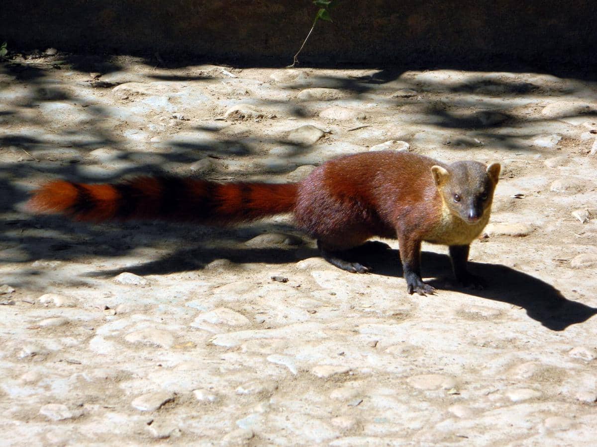 Ring-tailed Vontsira 