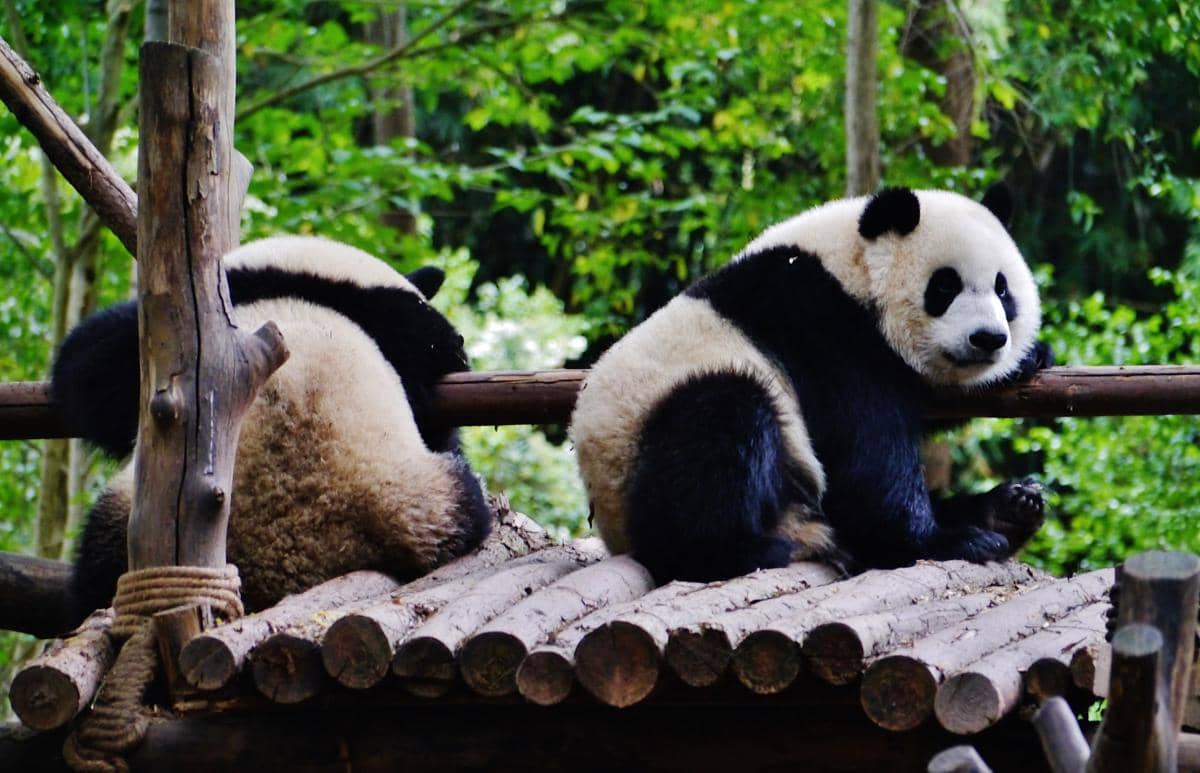 Itinerary Seharian di Chengdu China, Panduan Wisata Santai Pencinta Panda