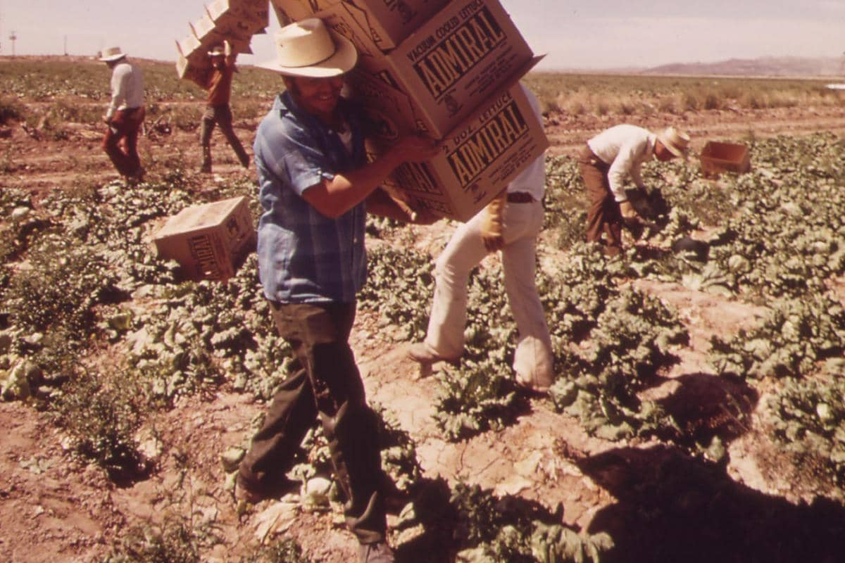 Petani memanen selada di lahan sepanjang aliran Sungai Colorado, Meksiko