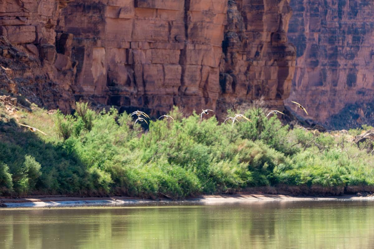 tepian Sungai Colorado 