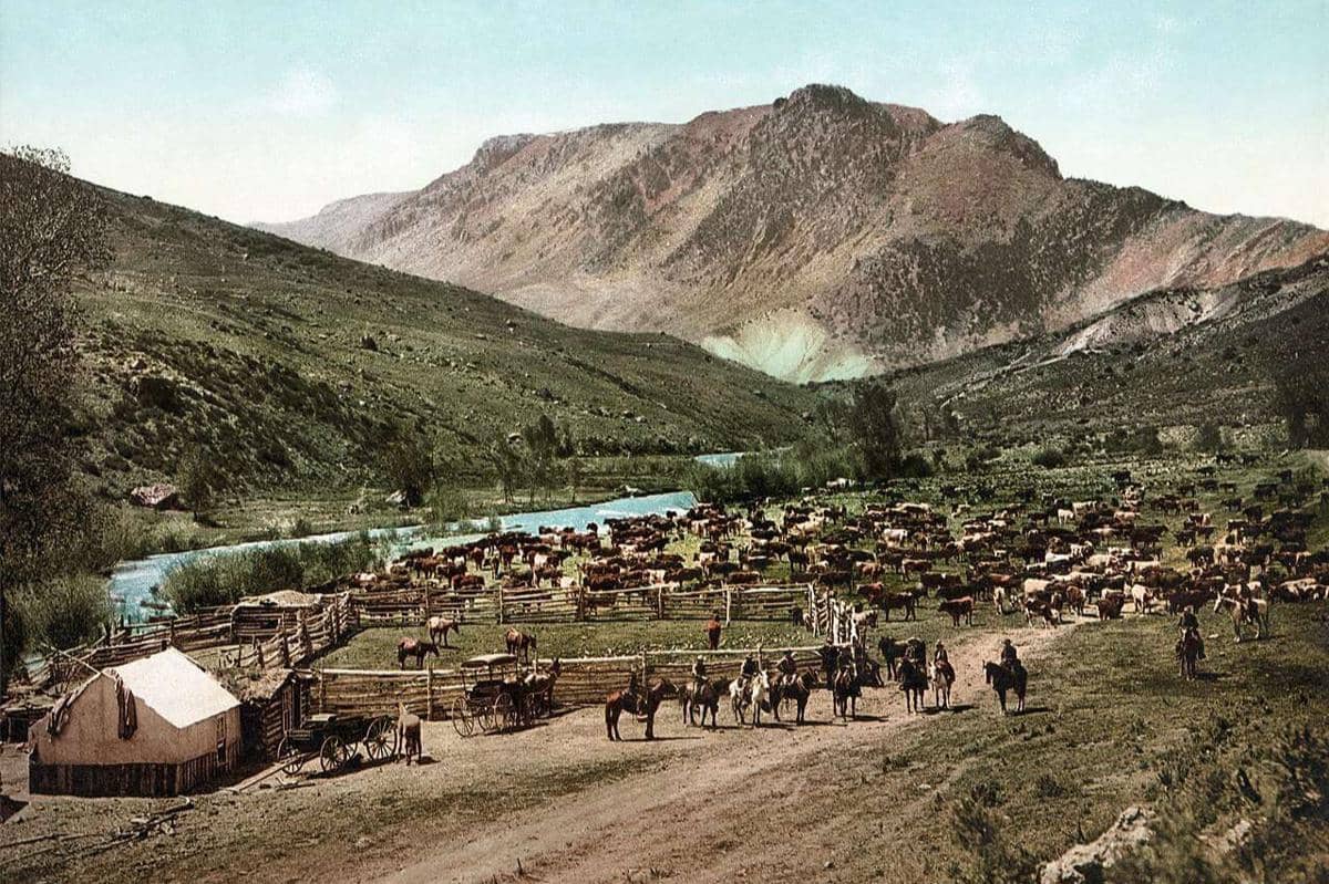 peternakan di tepi Sungai Colorado 