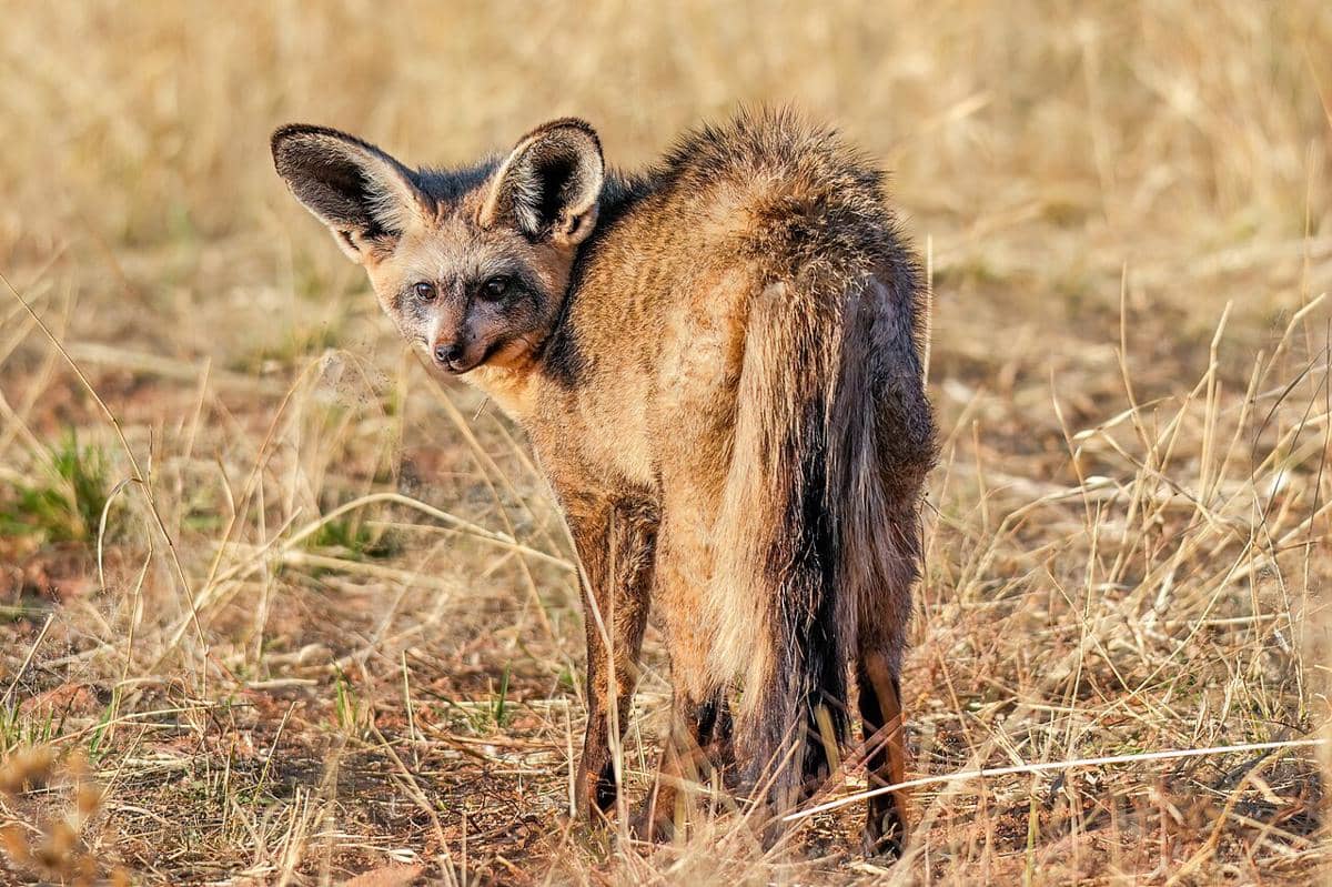 rubah telinga kelelawar