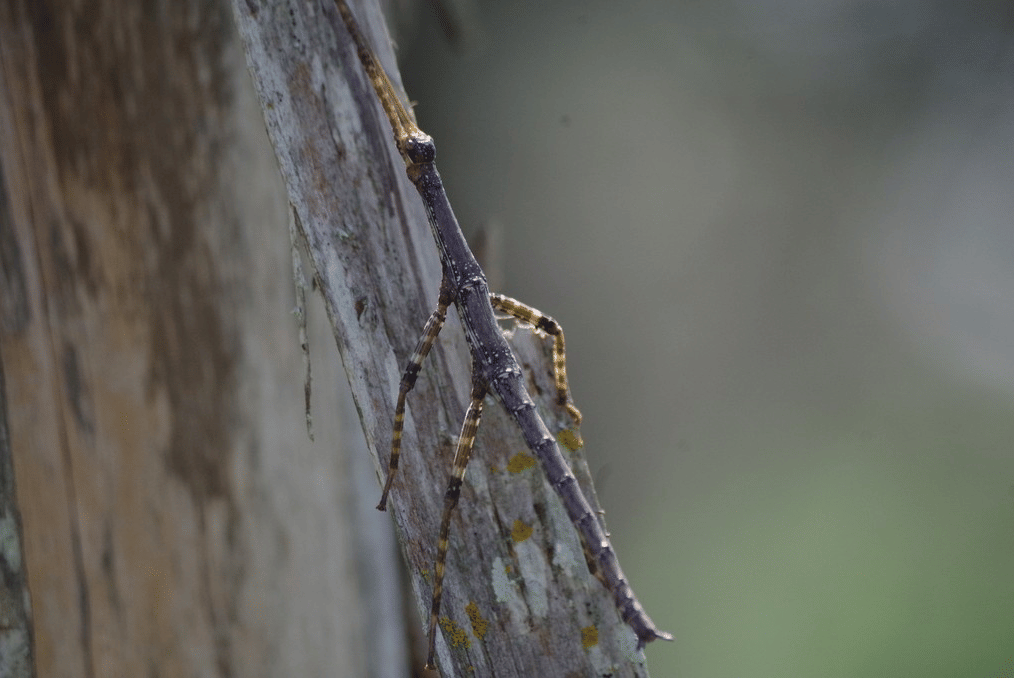 serangga kayu raksasa