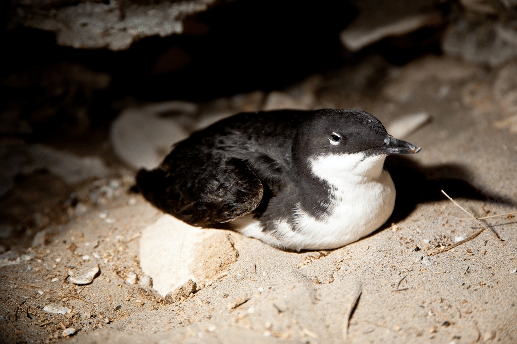 murrelet craveri